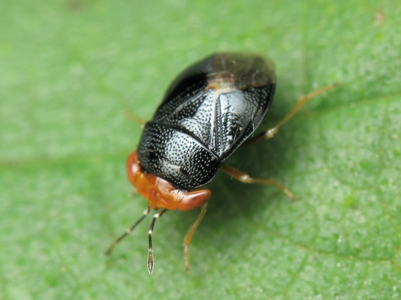 Geocoris erythrocephalus (Lepeletier & Serville, 1825)